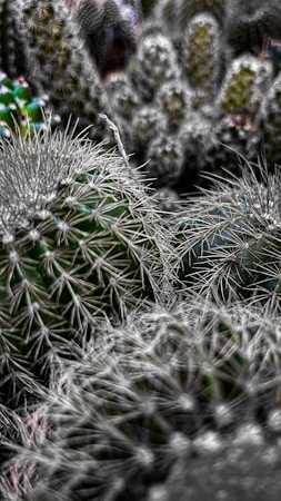A close-up image of various cacti with sharp spines and intricate patterns. The textures of the spines create an almost abstract visual, while the cacti vary in shape and size. The background is slightly out of focus, emphasizing the detailed foreground.