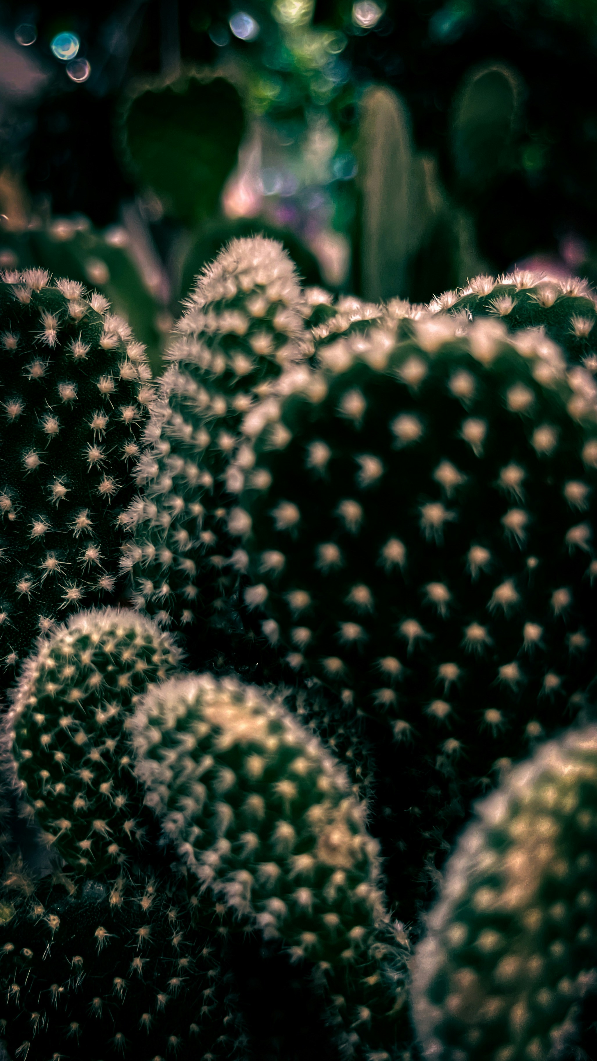 Photo by filipkrsmanovich