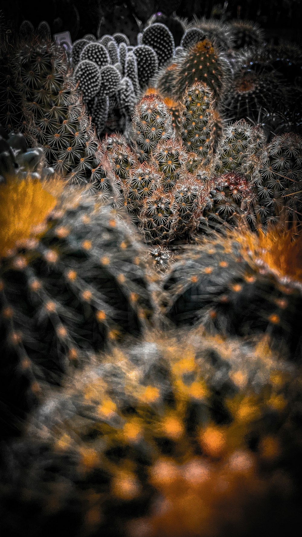 a bunch of cacti that are in the dirt