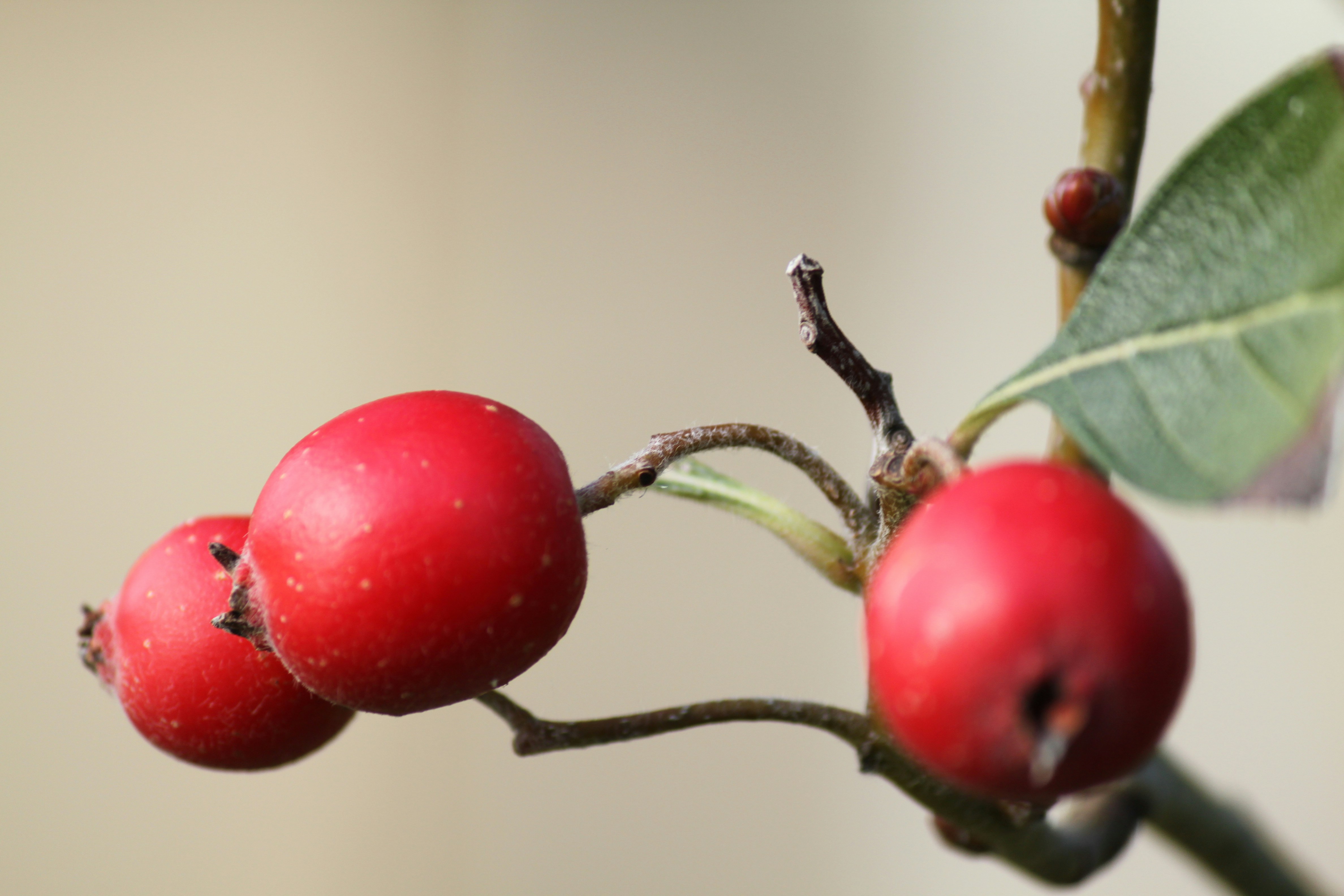 a close up of two berries on a tree branch