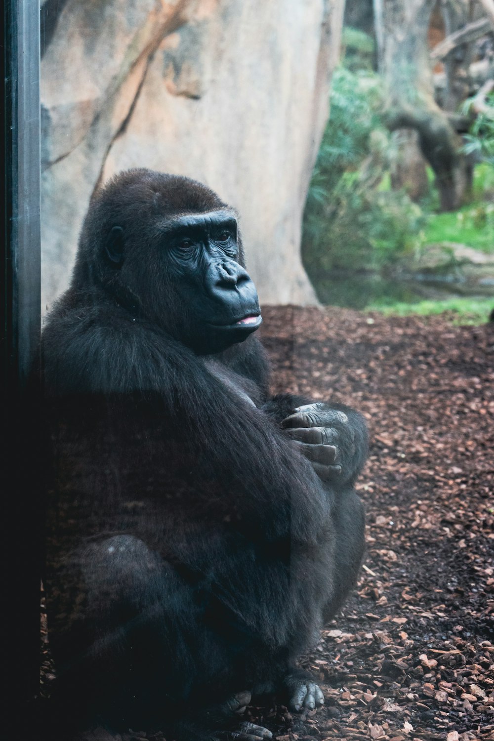 a gorilla sitting on the ground next to a rock