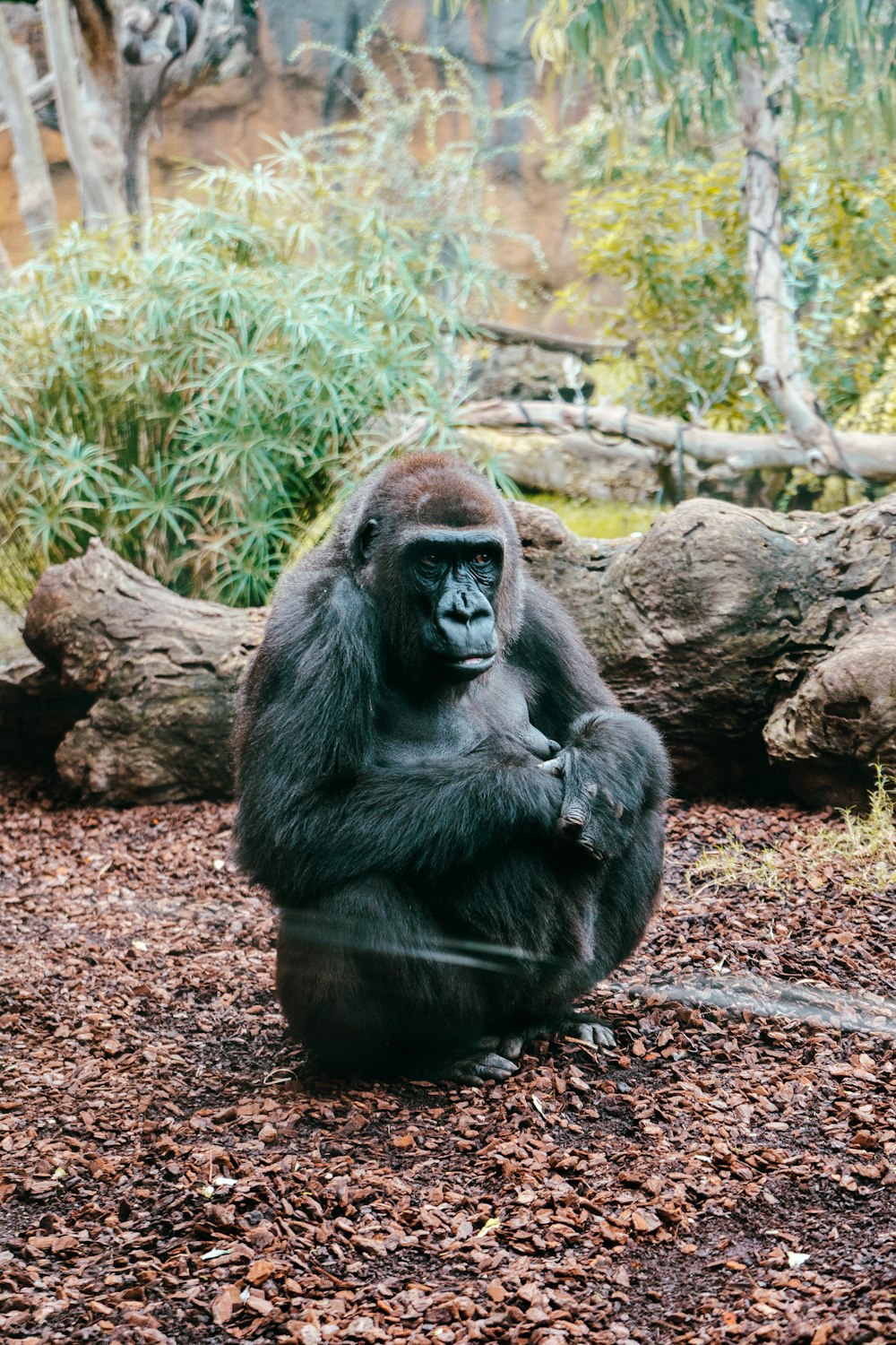 a gorilla sitting on top of a pile of leaves