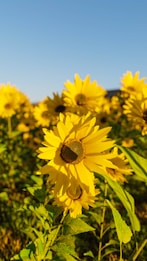 A field filled with vibrant sunflowers under a clear blue sky. The sunflowers have bright yellow petals and dark brown centers, standing tall with fresh green leaves. The sunlight bathes the flowers, enhancing their vivid colors.