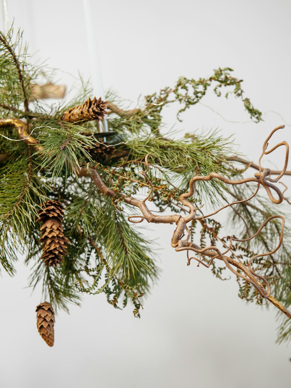 a pine cone hanging from a branch of a tree