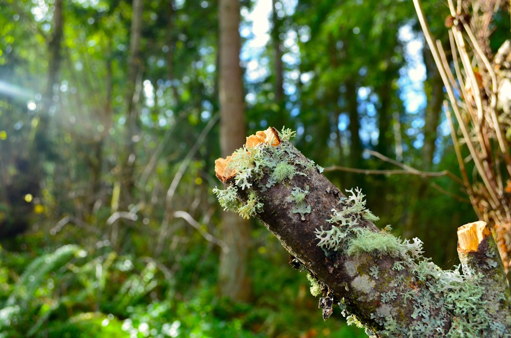 a close up of a tree with moss growing on it