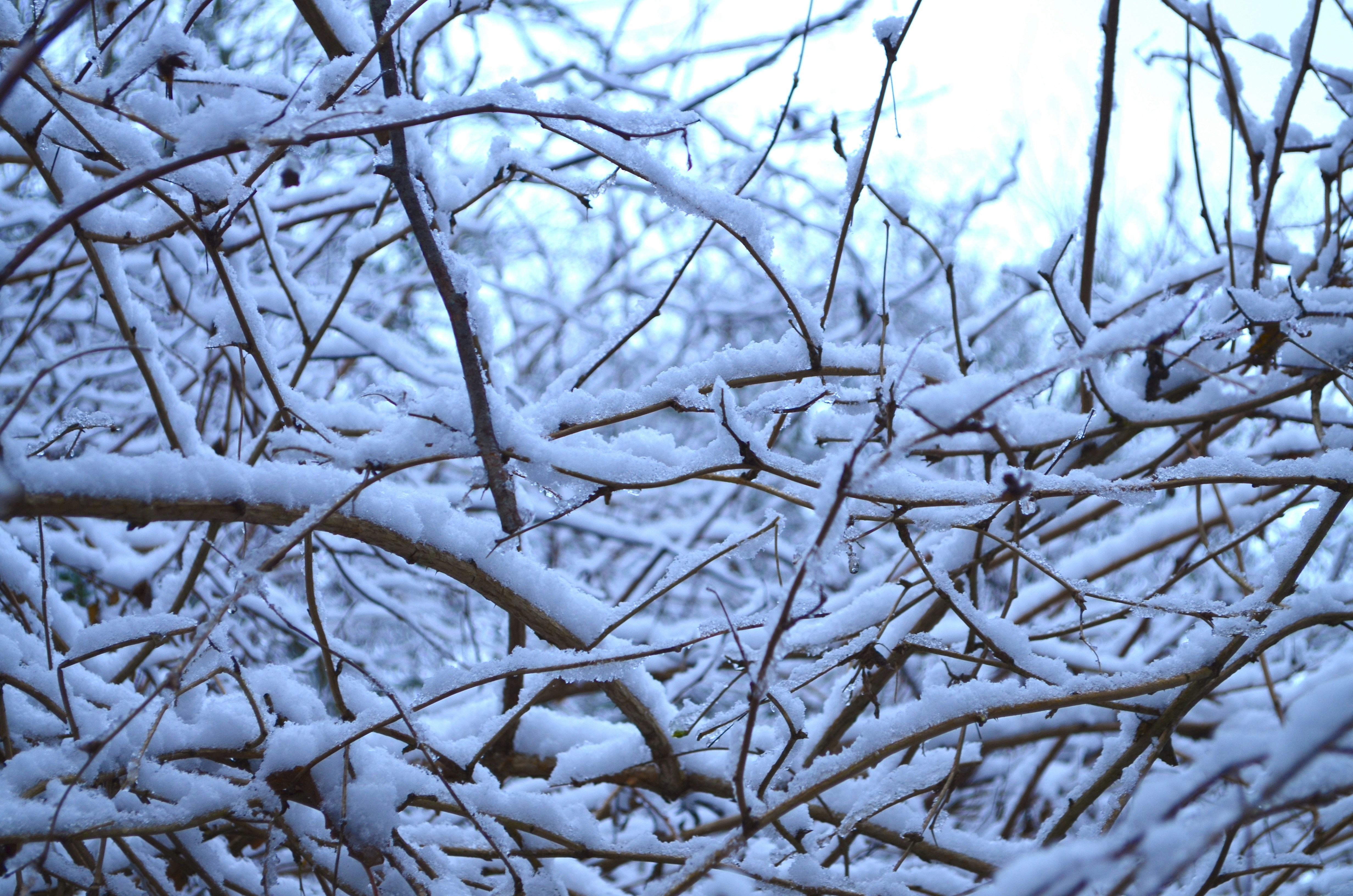 a bird is perched on a tree branch covered in snow