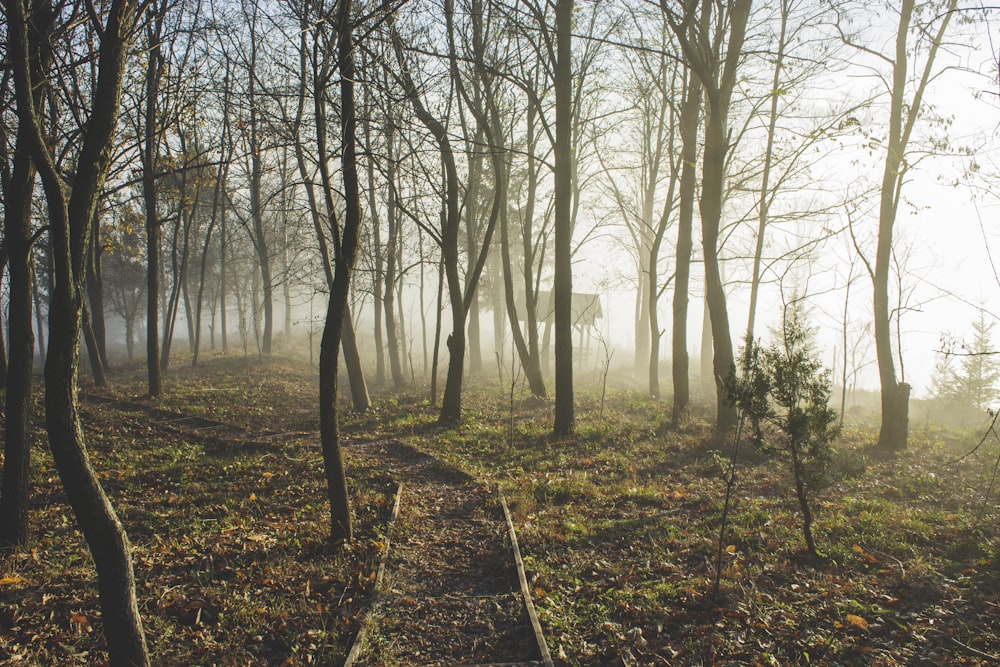 a path in the woods with trees on both sides