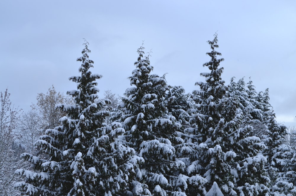 a group of pine trees covered in snow