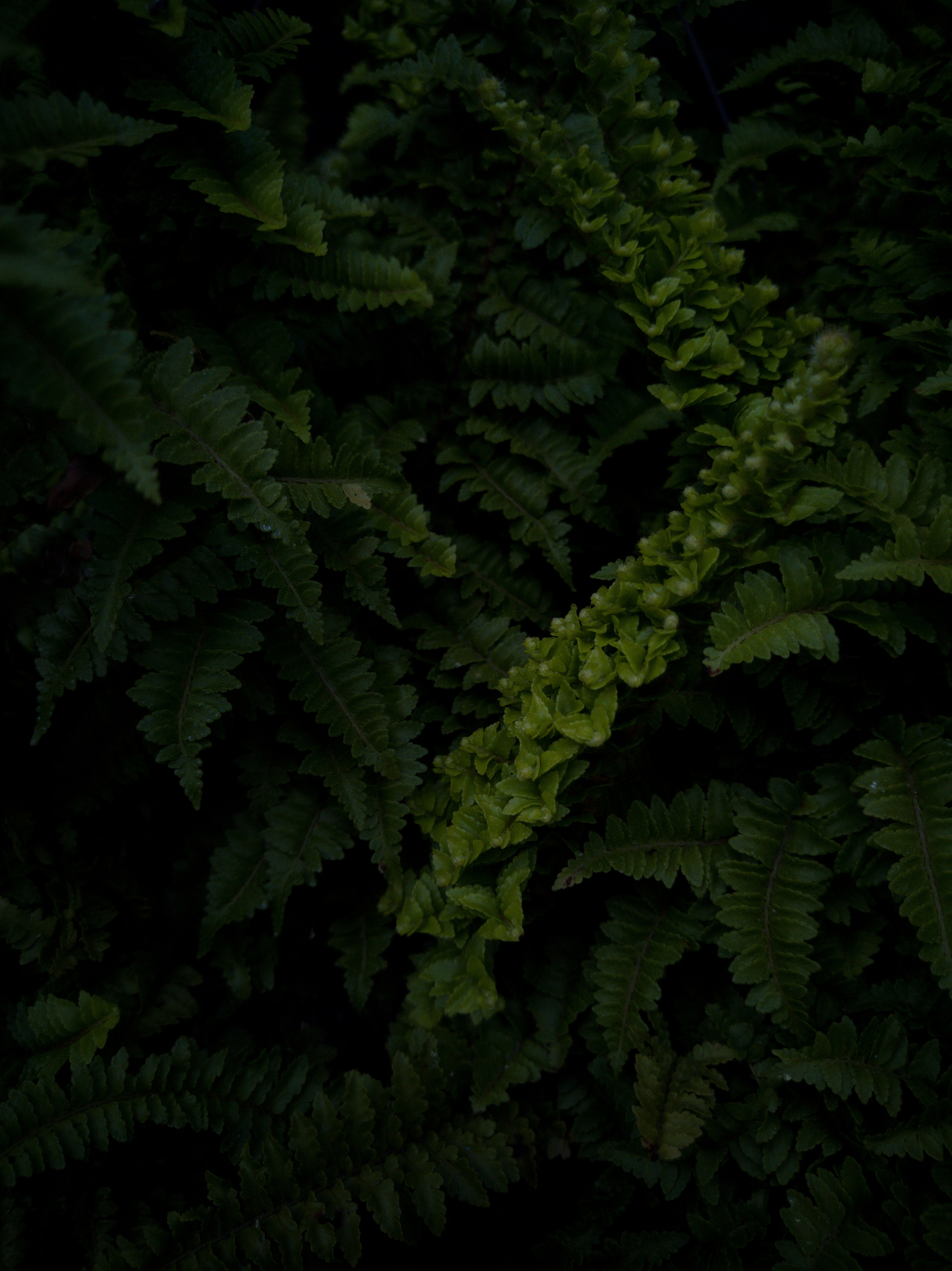 Fotomural a close up of a plant with green leaves