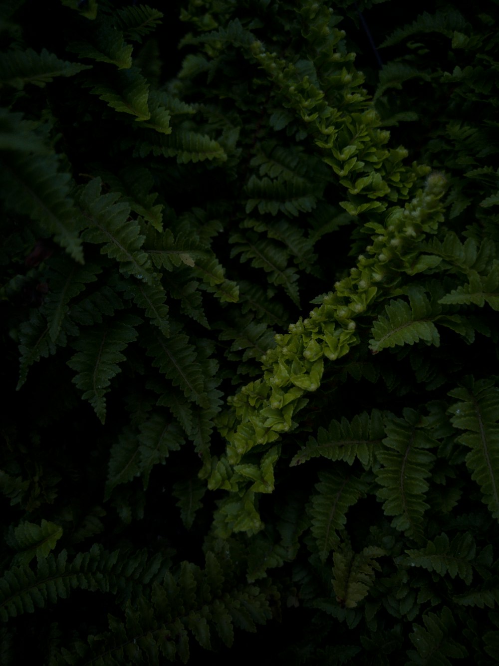 a close up of a plant with green leaves