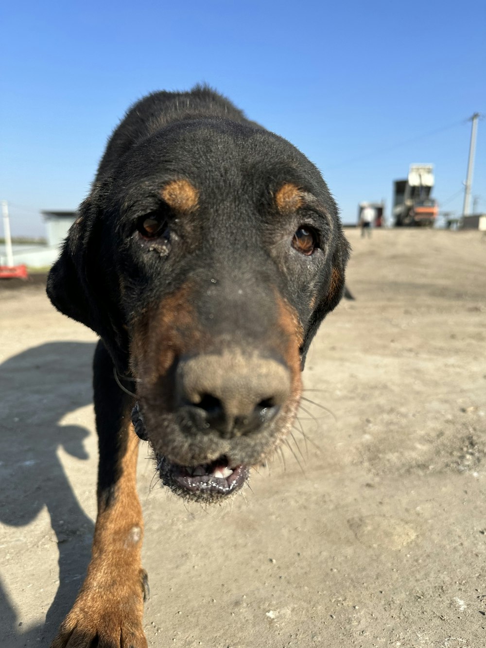 a black and brown dog standing on top of a dirt field