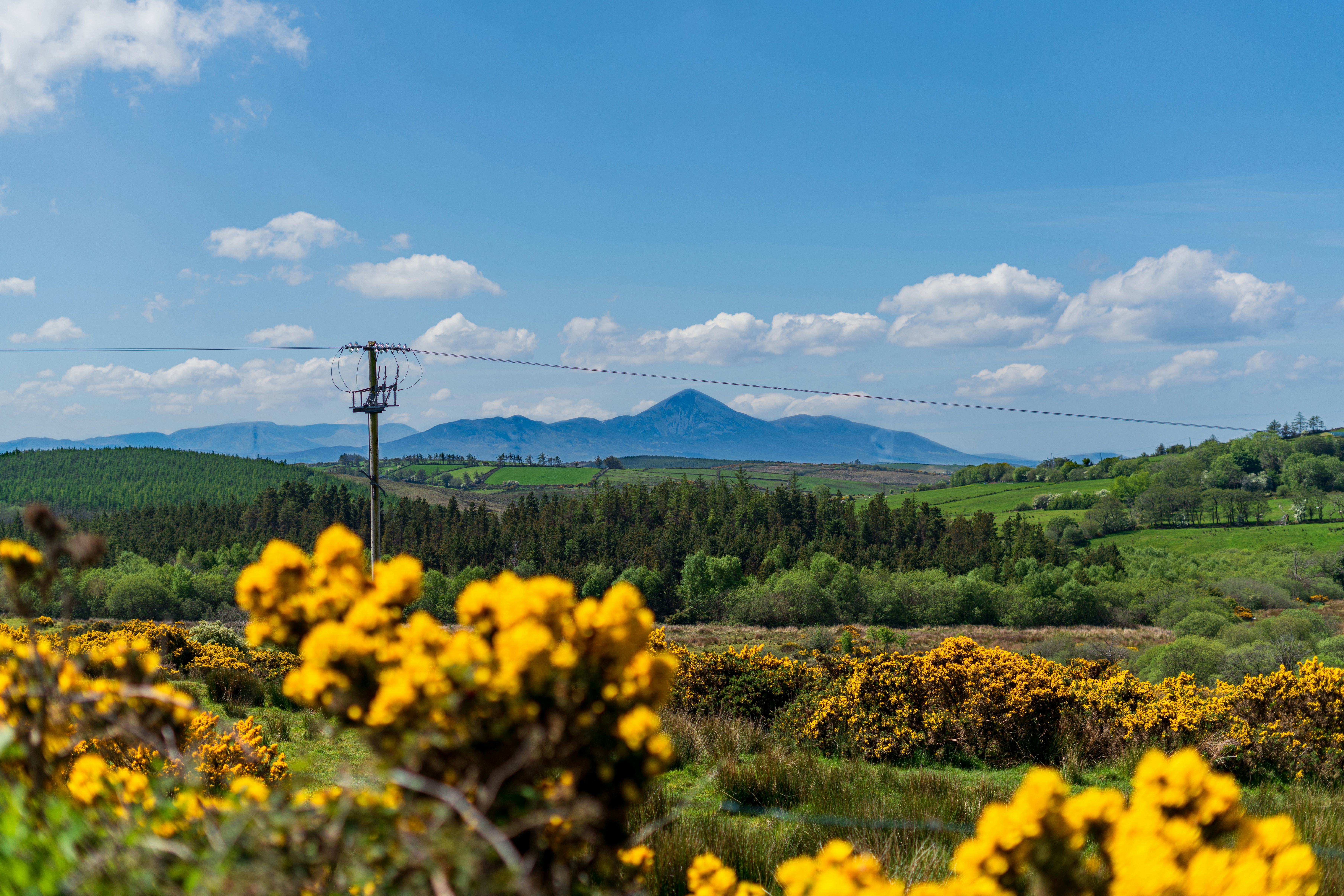 a field with yellow flowers and mountains in the background