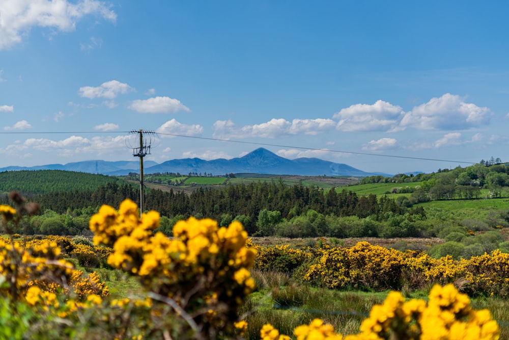 a field with yellow flowers and mountains in the background