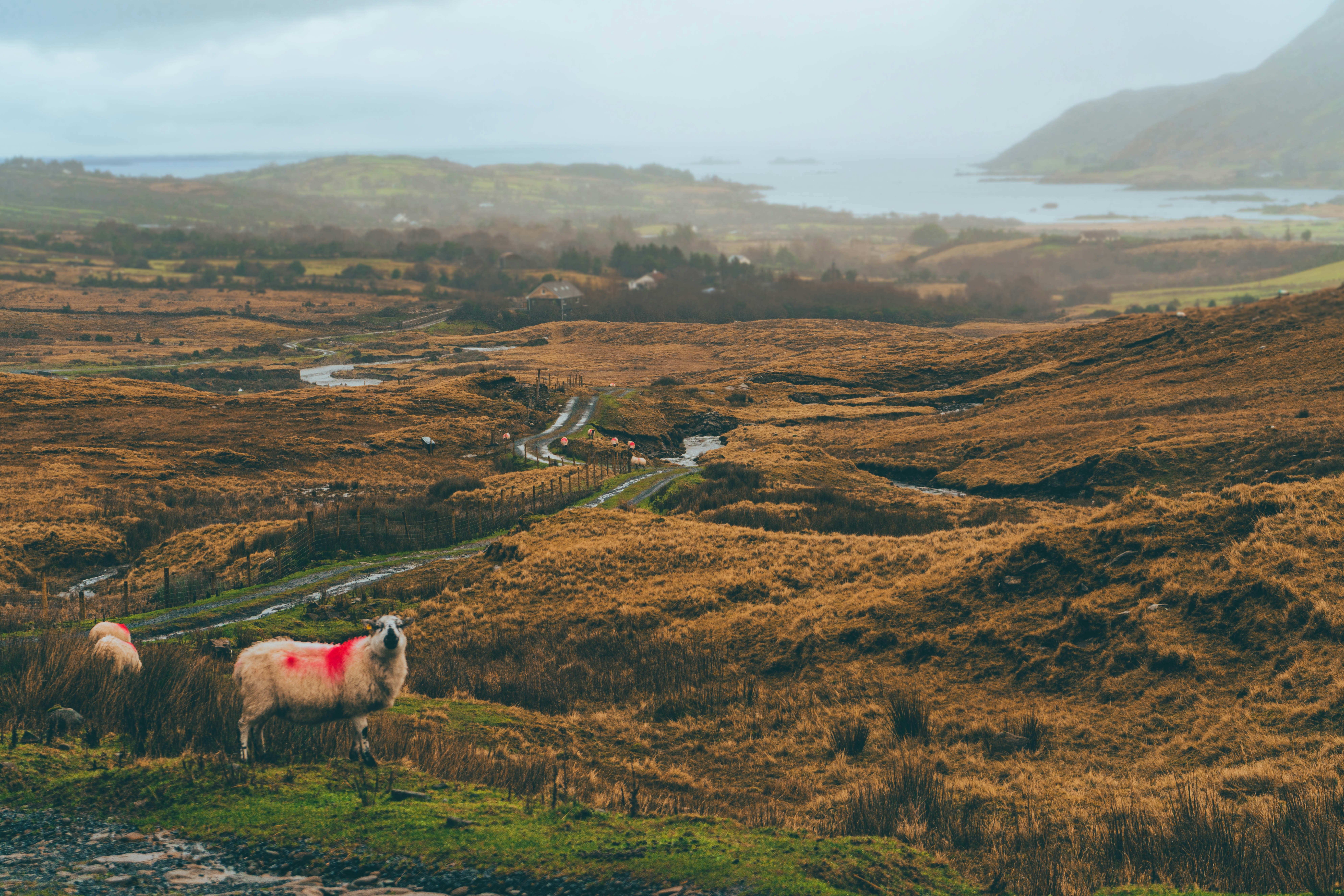 a couple of sheep standing on top of a lush green hillside