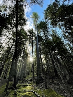 the sun is shining through the trees in the forest