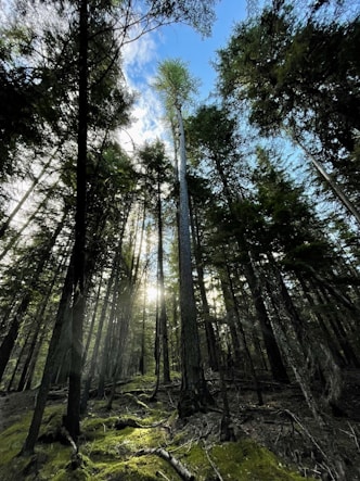 the sun is shining through the trees in the forest