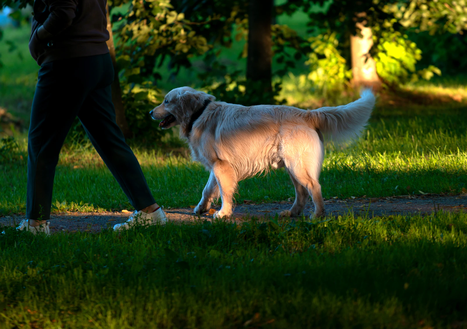 Owner walking a dog along a shaded path on a bright day