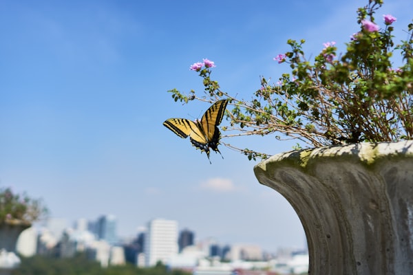 Vooral vlinders hebben het moeilijk in groeiende steden