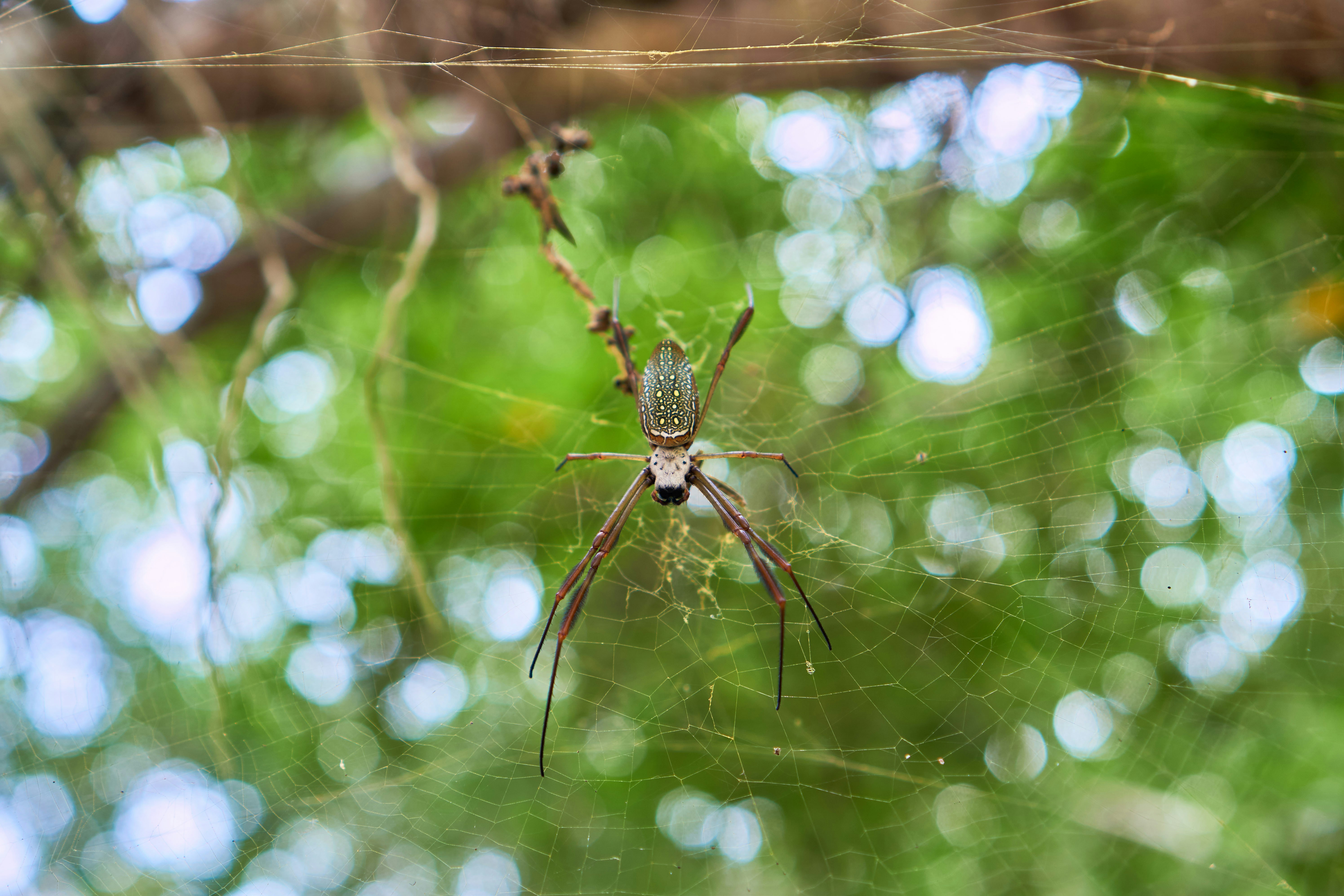 A golden silk spider (Trichonephila clavipes) in the mexican jungle near Cascadas de Llano Grande in Oaxaca
