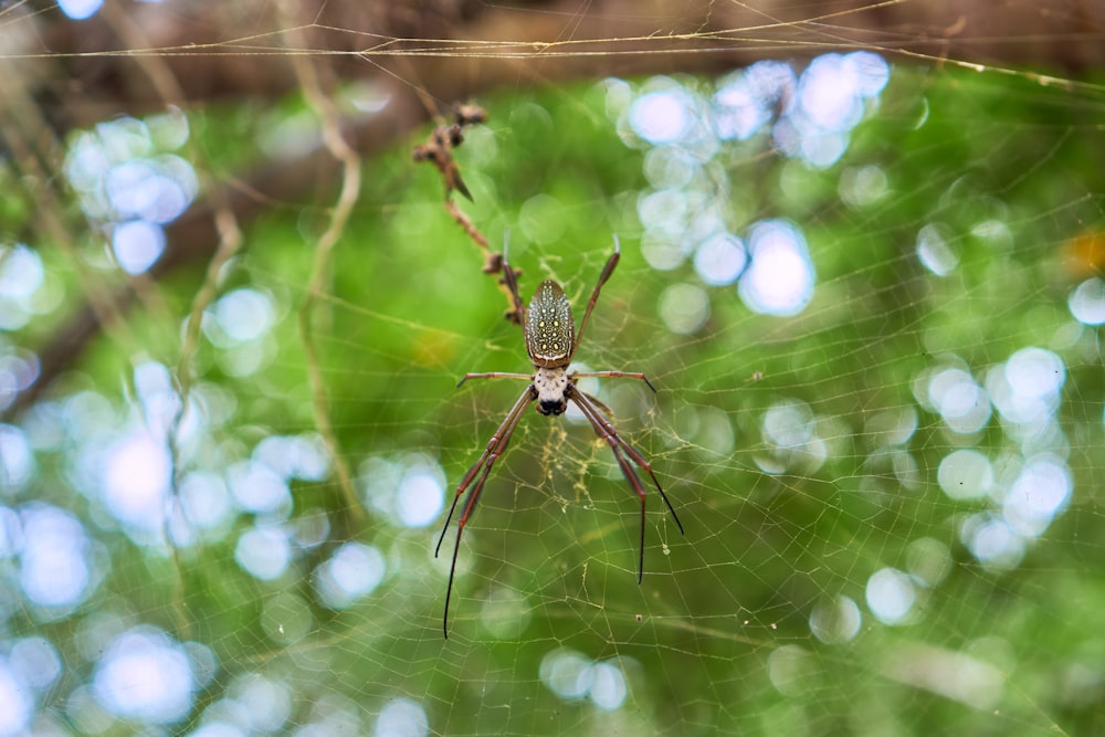 a close up of a spider on a web