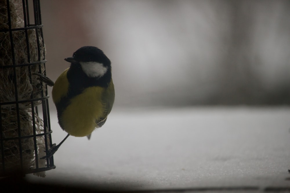 a yellow and black bird sitting on a bird feeder