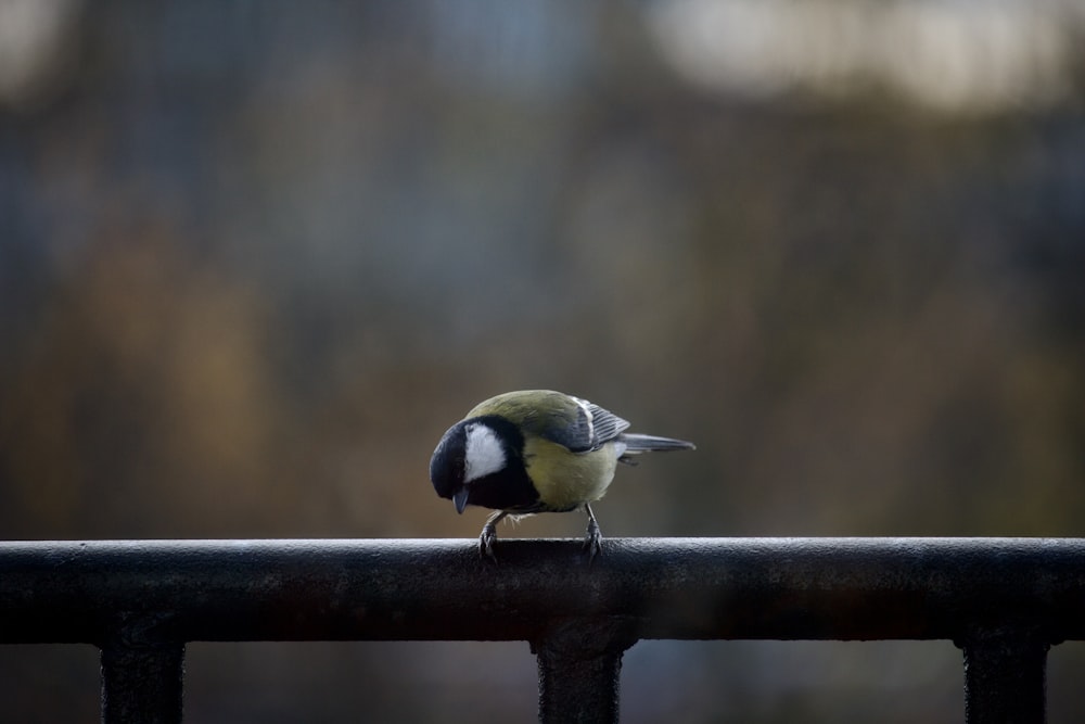 a small bird sitting on top of a metal fence