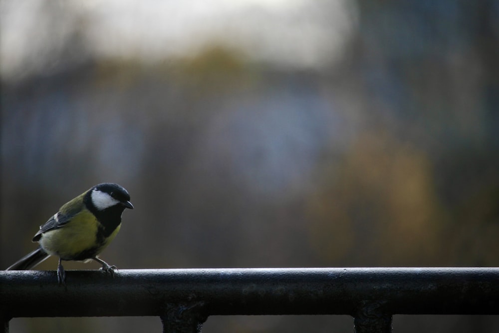 a small bird sitting on top of a metal fence