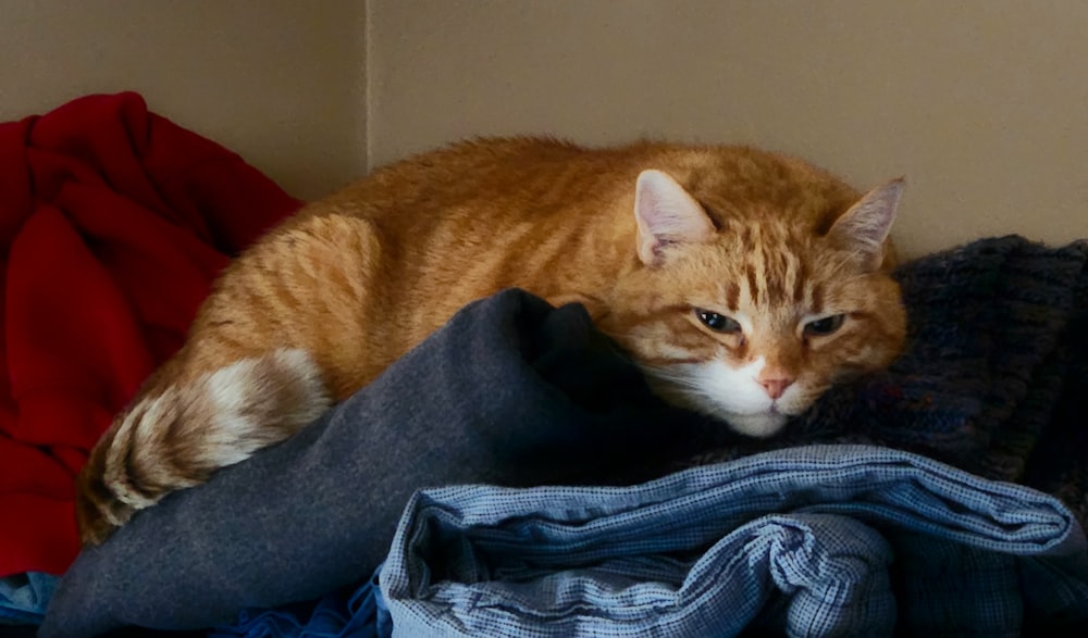 a cat laying on top of a pile of clothes