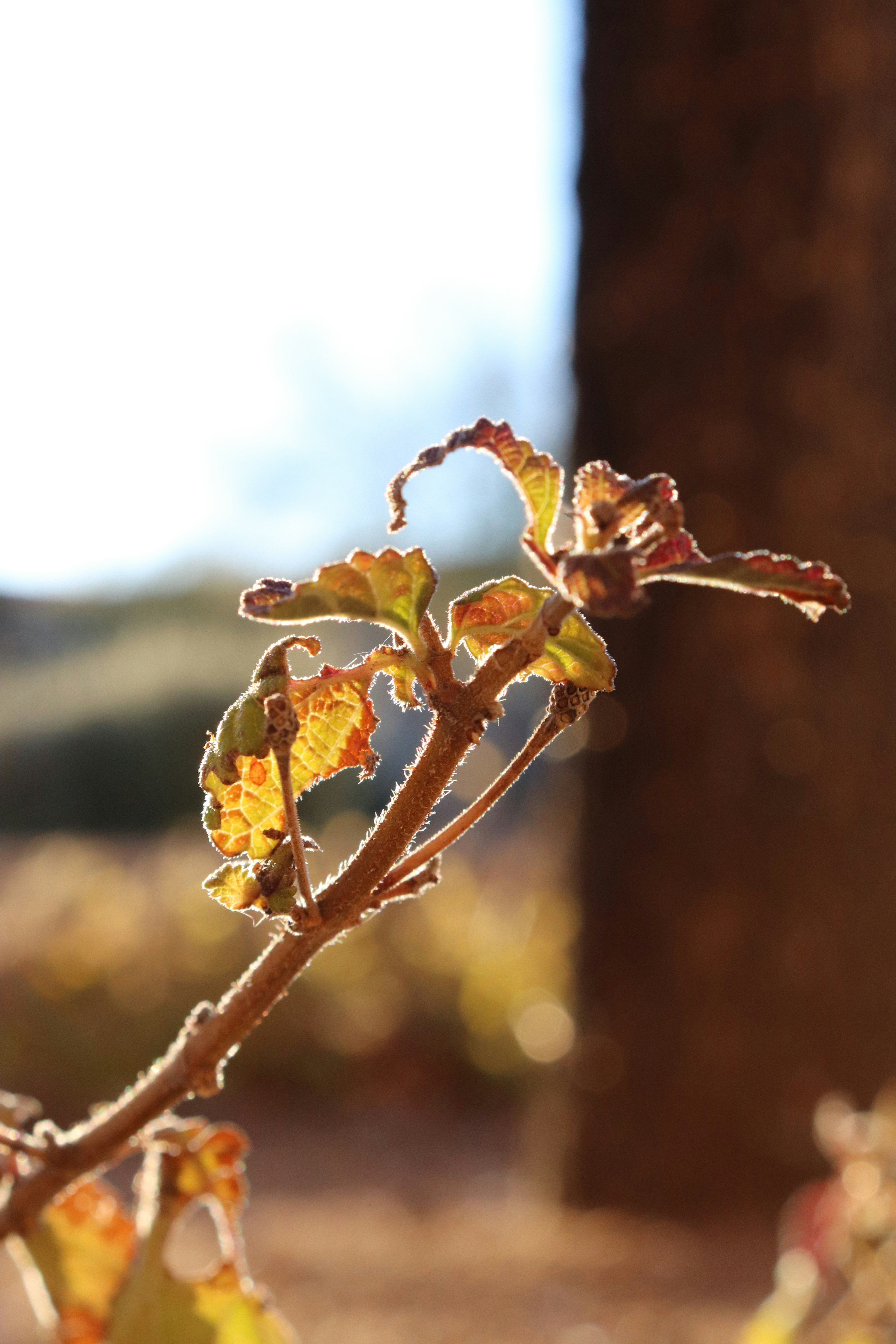 Muito além da fotossíntese: a inteligência oculta das plantas