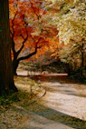 a tree with red leaves on it next to a dirt road