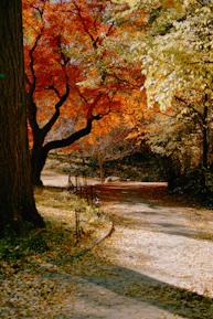 A peaceful countryside path lined with autumn leaves inviting a leisurely walk.