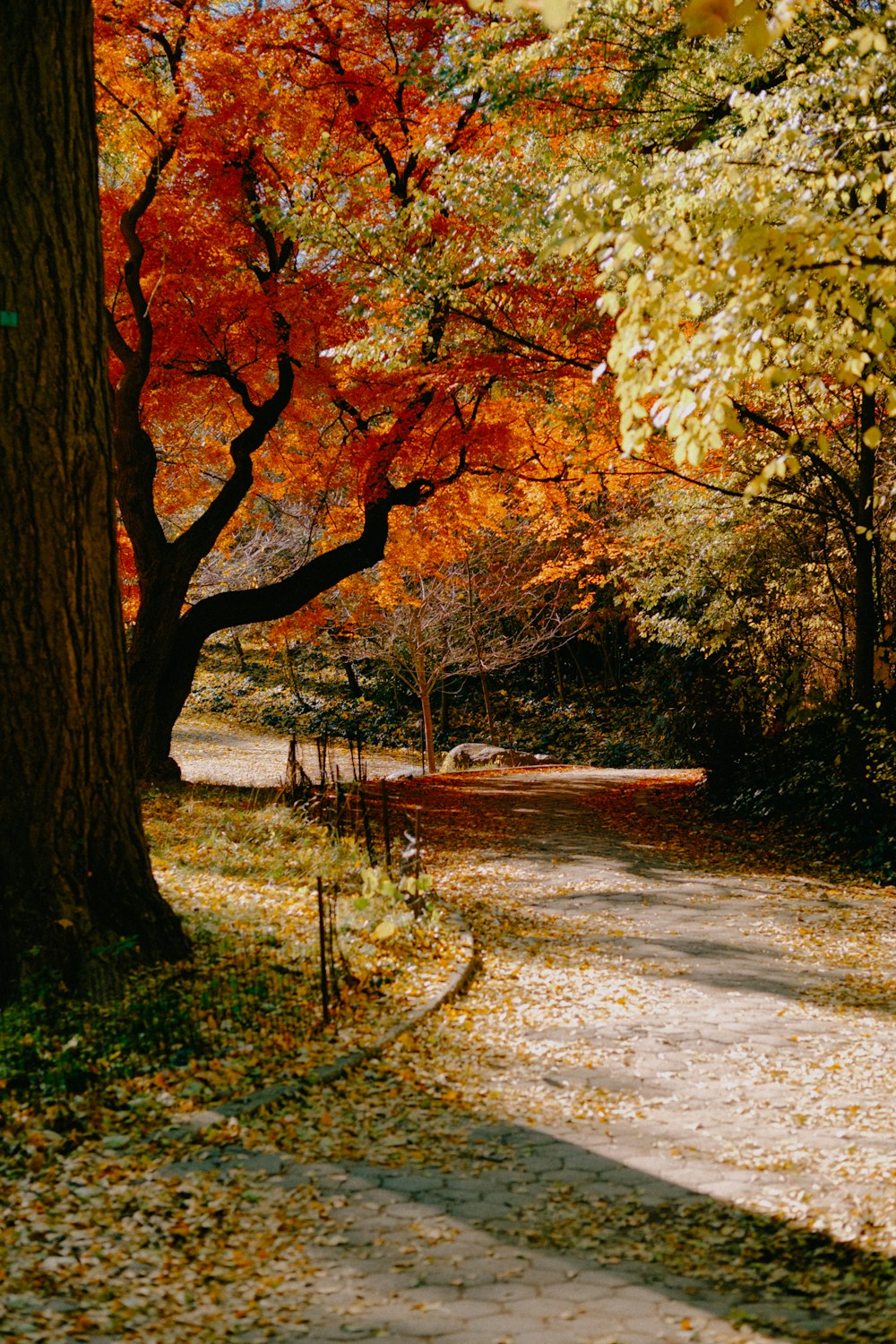 a tree with red leaves on it next to a dirt road