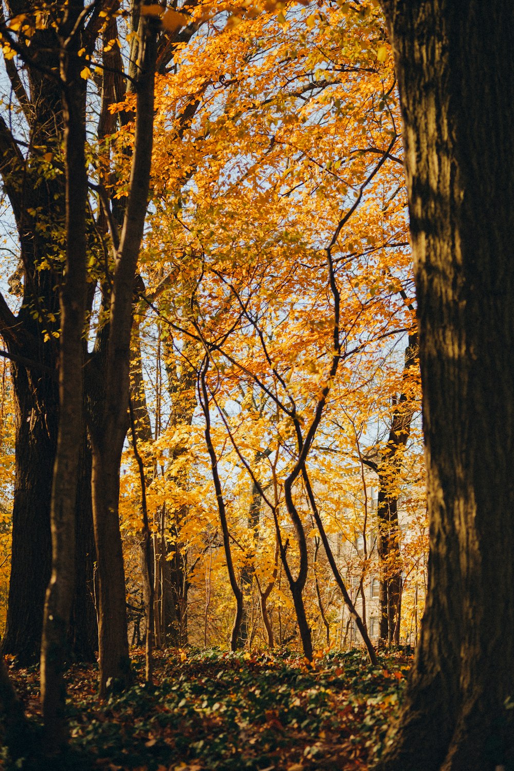 a forest filled with lots of trees covered in leaves