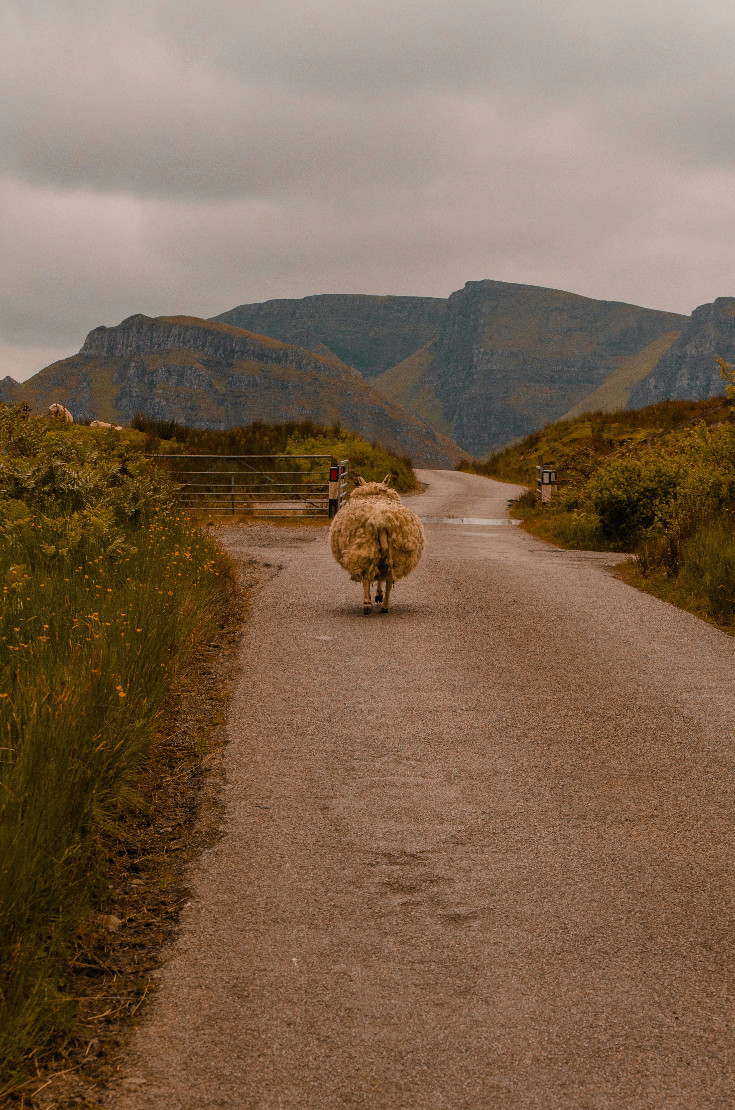 a sheep walking down a road with a person behind it