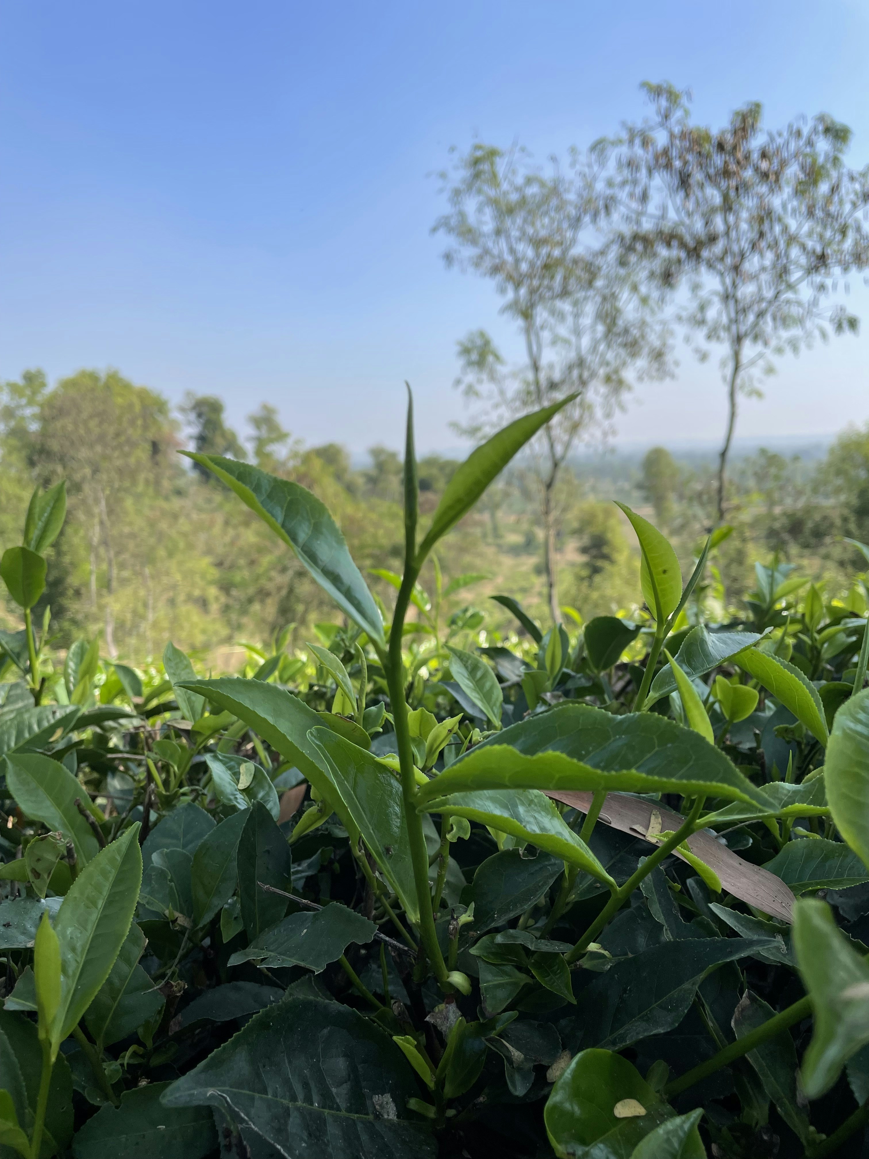 a field of green plants with trees in the background