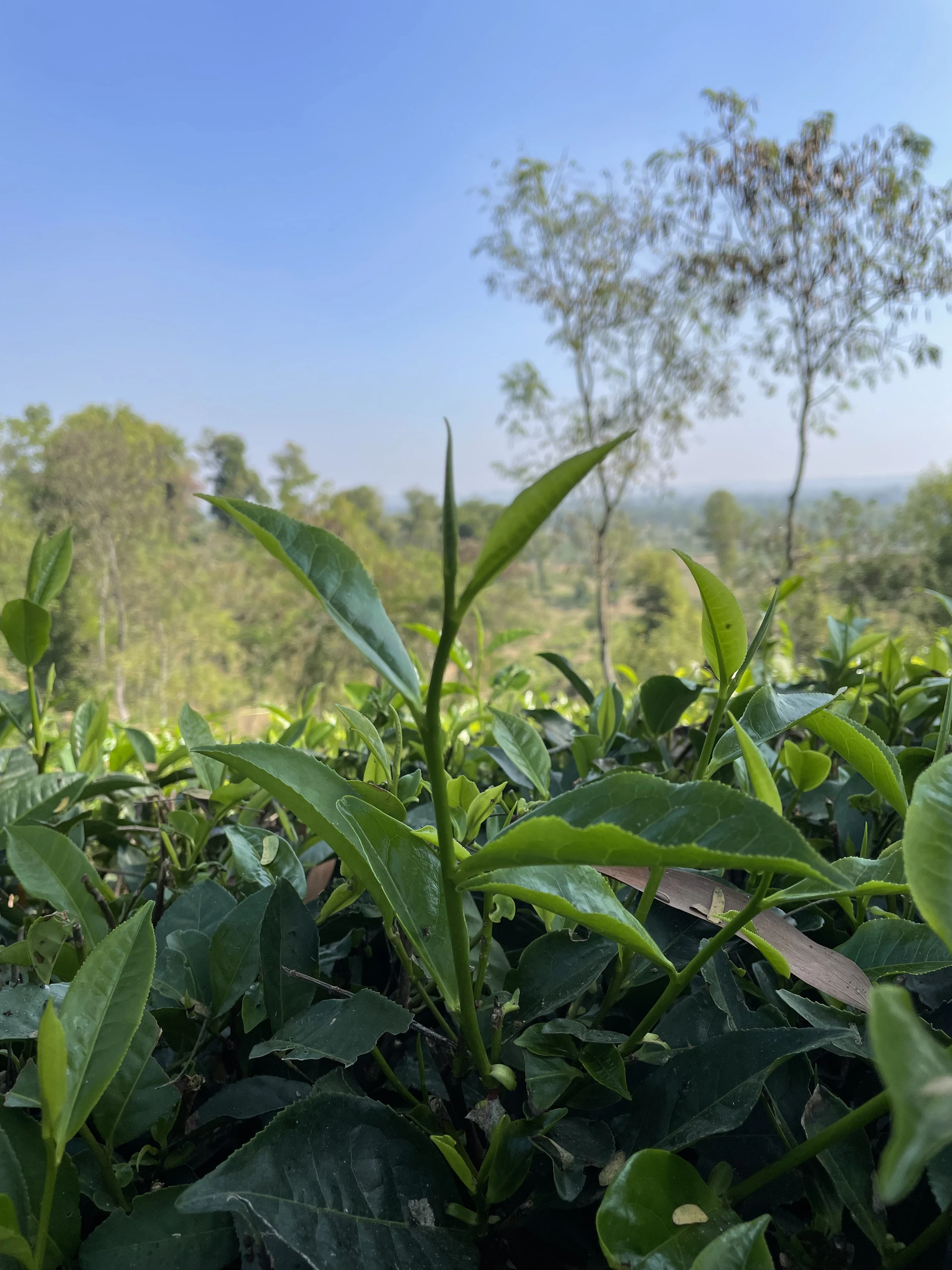 Field of tea bushes with trees beyond