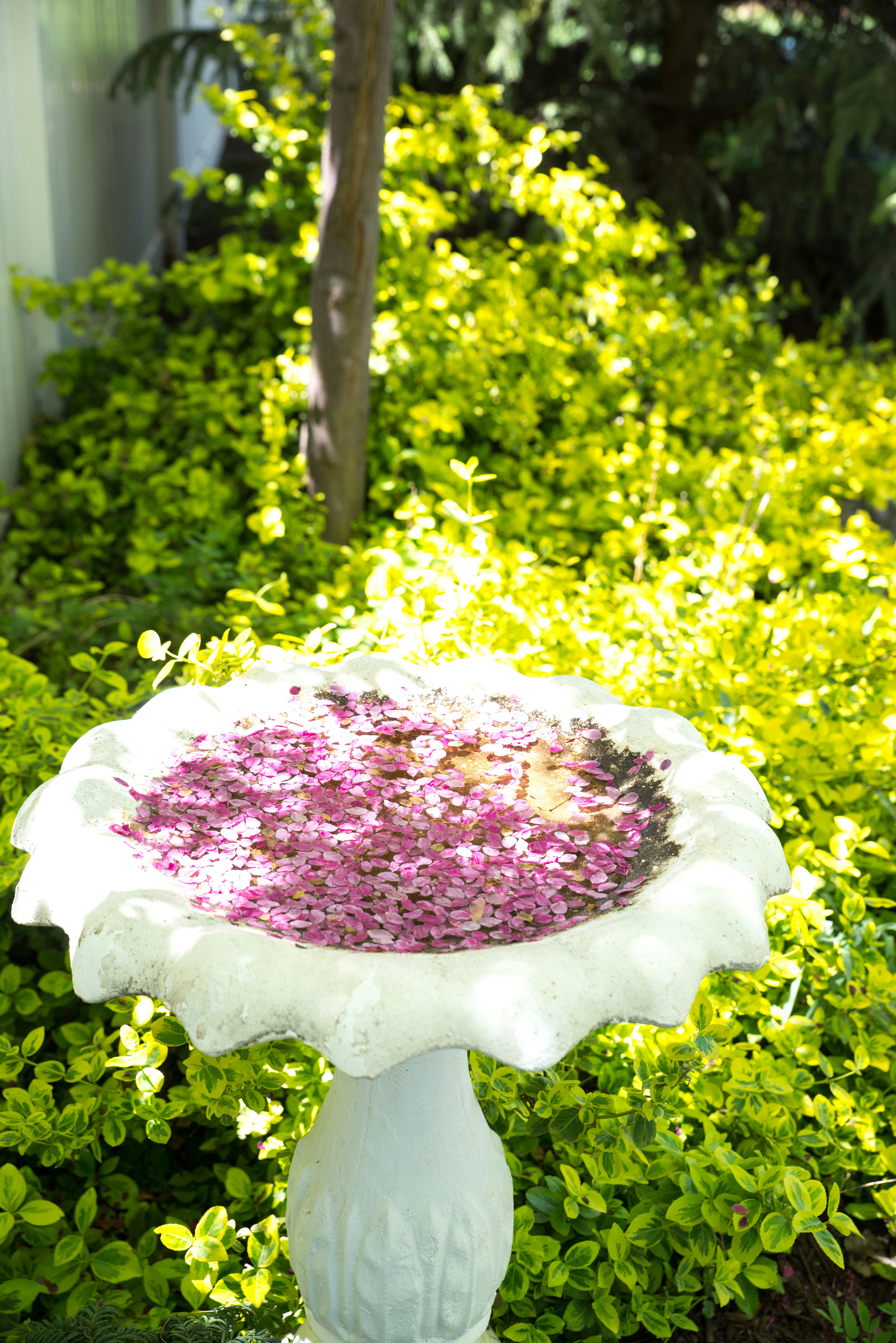 a white bird bath sitting in the middle of a garden