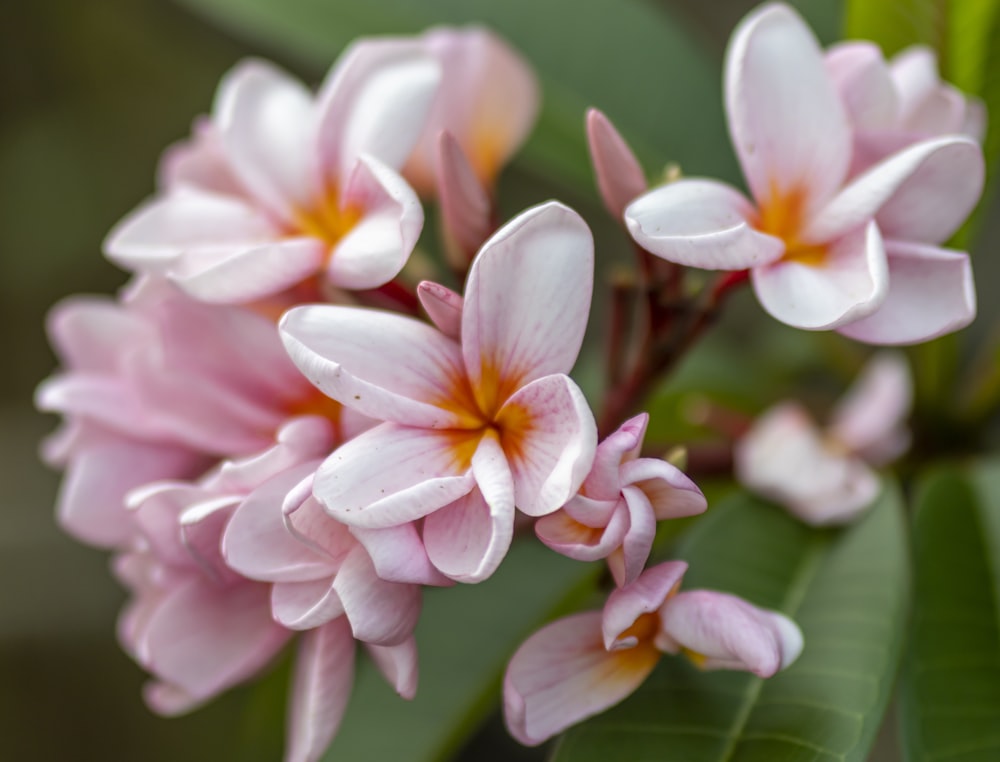 a bunch of pink flowers with green leaves