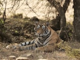 A majestic Bengal tiger resting under the shade of dense forest trees at Kanha National Park.
