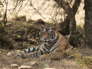 A majestic Bengal tiger resting under the shade of dense forest trees at Kanha National Park.