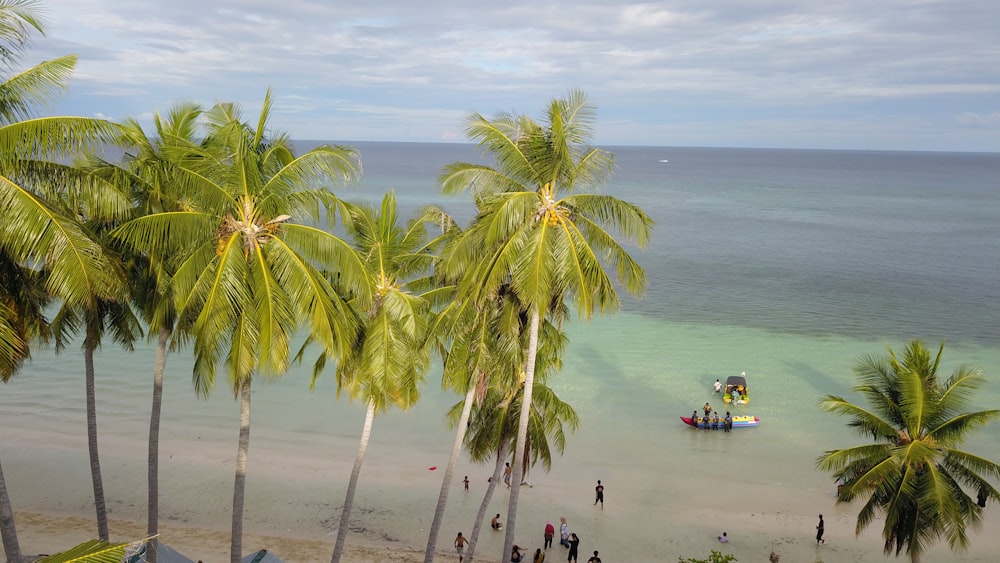 a group of people standing on top of a beach next to palm trees