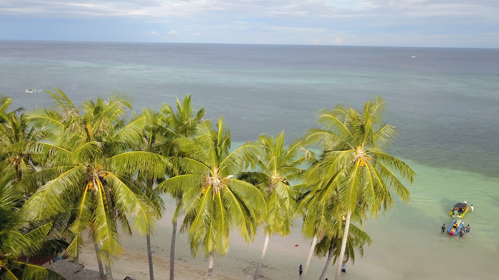 a beach with palm trees and a boat in the water