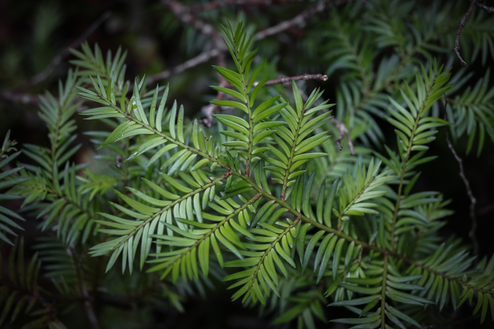 um close up de um galho de árvore verde