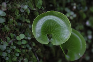 A close-up of a rare tree with unique leaves.