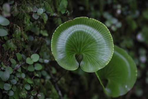 A close-up of a rare tree with unique leaves.