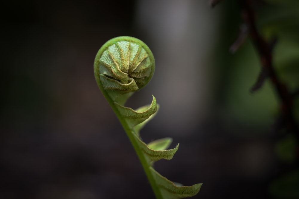 a close up of a green plant with leaves