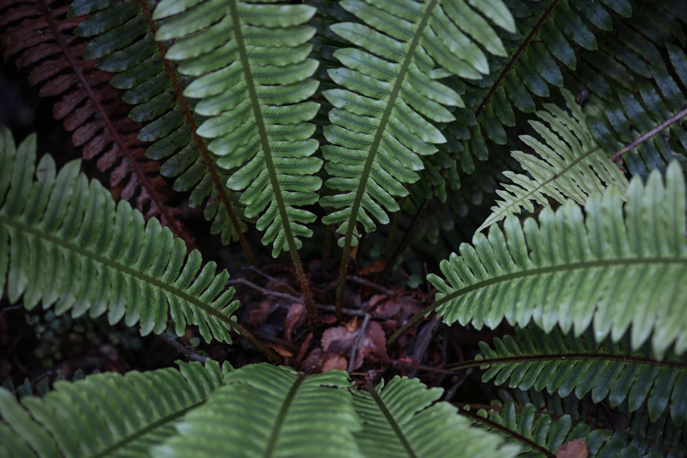 a close up of a green plant with lots of leaves