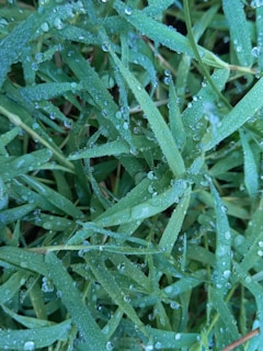 Close-up of fresh dandelion leaves with morning dew on a rustic wooden table.