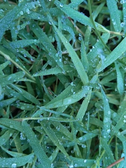 Close-up of grass covered with dew droplets, highlighting the freshness and natural texture of the leaves.