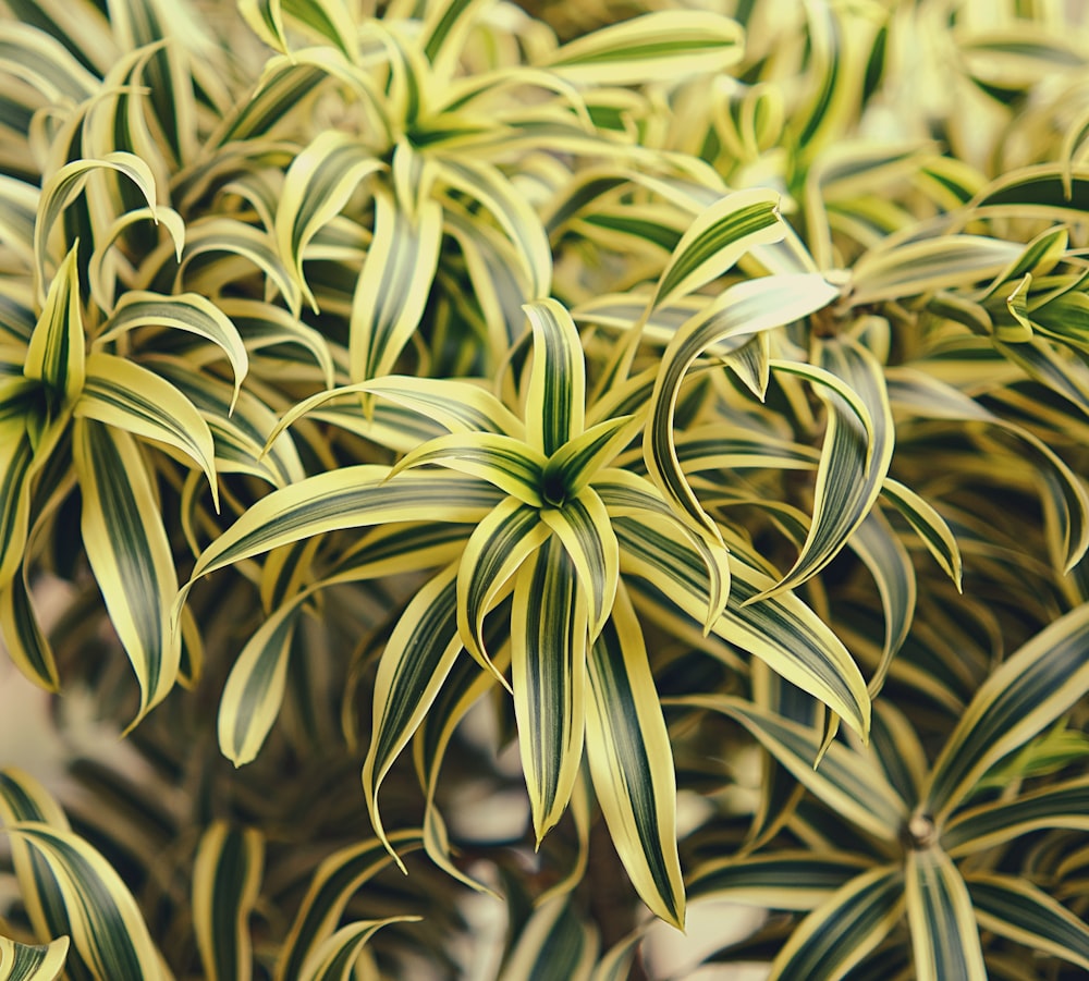 a close up of a green and yellow plant